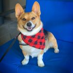 6 Ideas for Turning Your Pet Into Wearable Art With a Custom Dog Bandana