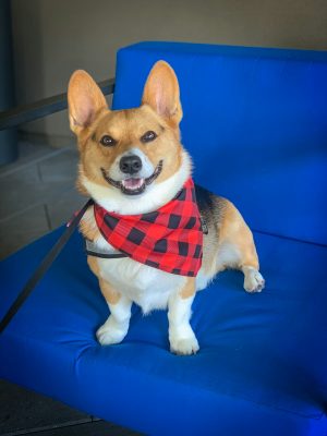 6 Ideas for Turning Your Pet Into Wearable Art With a Custom Dog Bandana