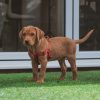 Dog Harness Singapore Buyer’s Notes: 5 Things to Check Before You Pay