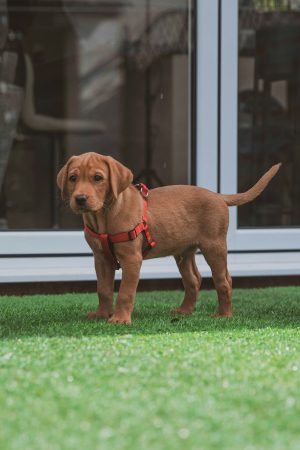 Dog Harness Singapore Buyer’s Notes: 5 Things to Check Before You Pay