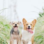6 Gift Ideas From a Shop for Personalised Pet Accessories Singapore Owners Design Themselves