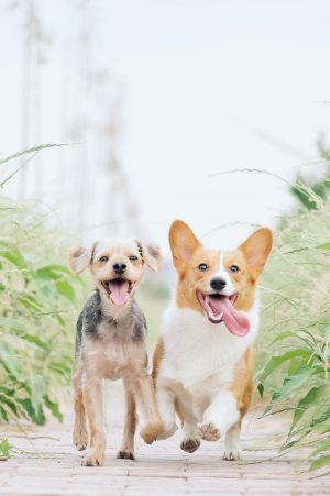 6 Gift Ideas From a Shop for Personalised Pet Accessories Singapore Owners Design Themselves